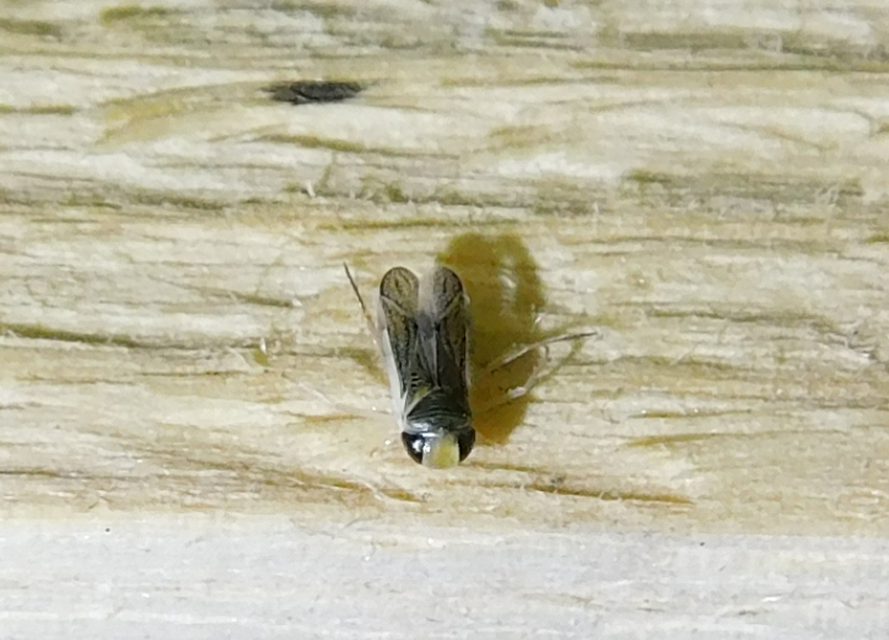 Corixidae - búvárpoloskák Corixidae - búvárpoloskák