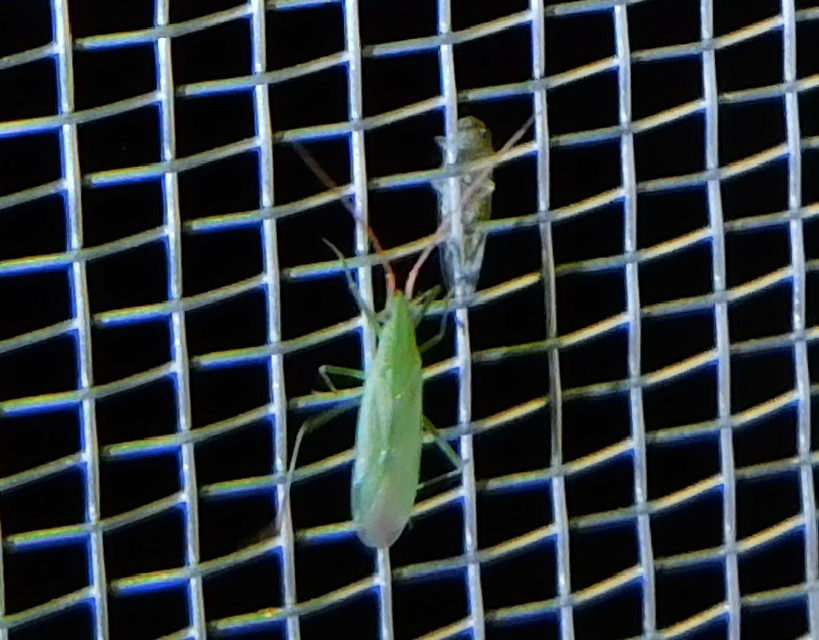 Trigonotylus