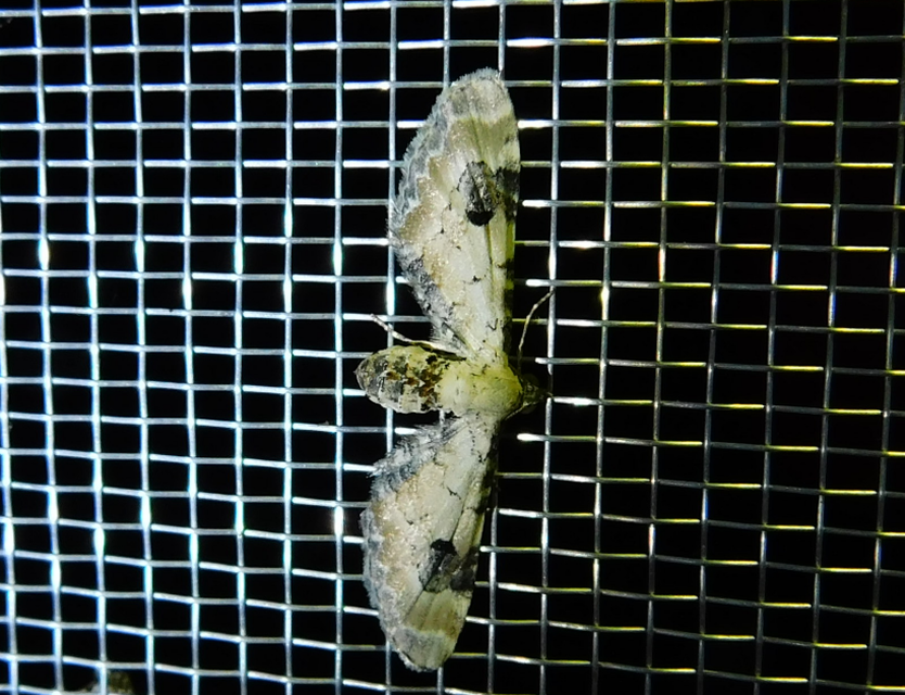 Eupithecia centaureata - búzavirág-törpearaszoló