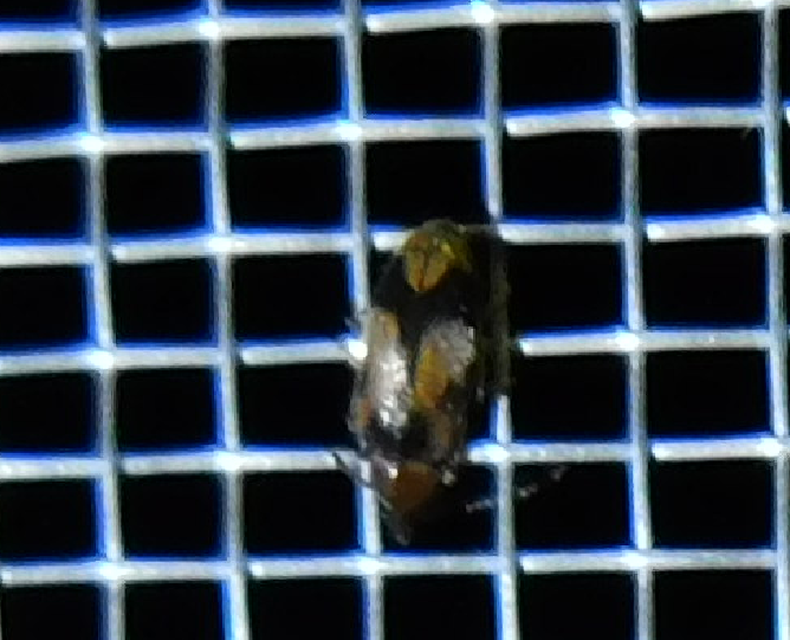 Notoxus monoceros - sárgahasú nyakszarvúbogár