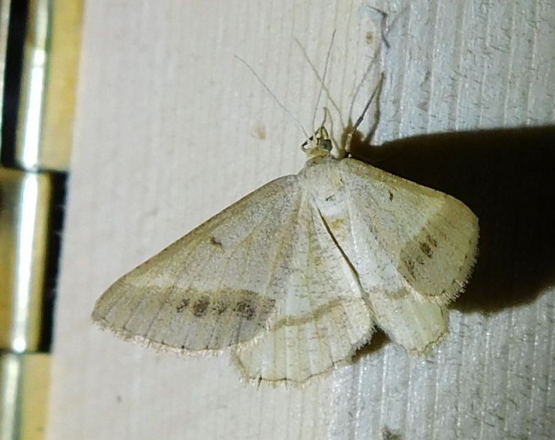 Tephrina arenacearia - lucerna-araszoló