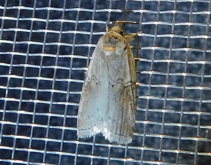 Nycteola asiatica - nyárfa-trapézbagoly