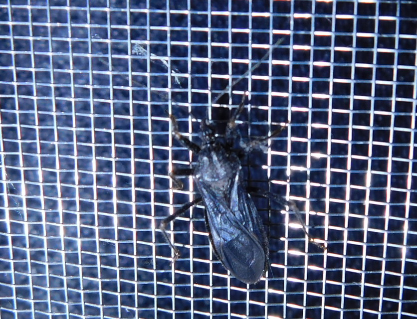 Reduvius personatus - szemetes zugpoloska
