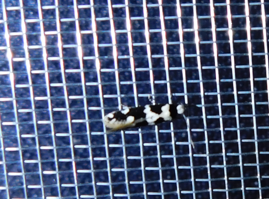 Neurothaumasia ankerella - magyarmoly