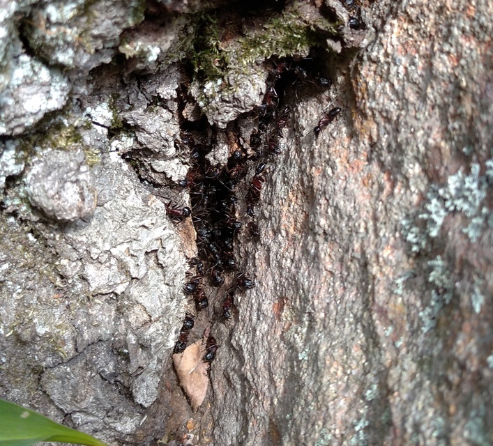Camponotus ligniperda - faodvasító lóhangya