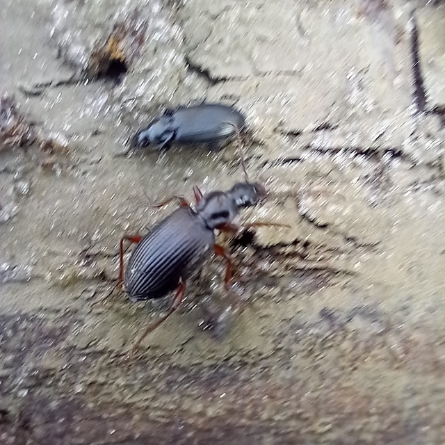 Limodromus assimilis - vöröslábú kisfutó