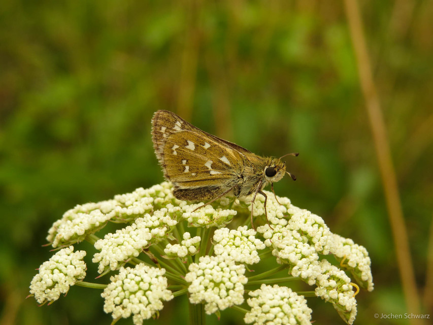 Hesperia comma - vesszős busalepke