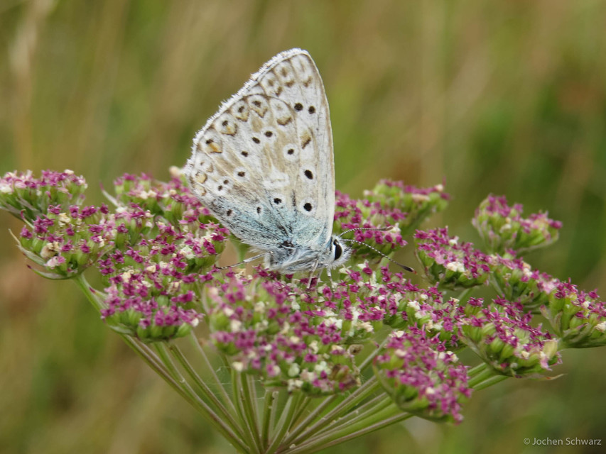 Polyommatus coridon - ezüstkék boglárka