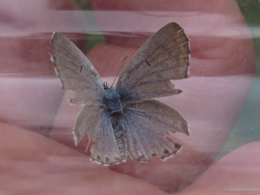 Pseudophilotes schiffermuelleri - apró boglárka