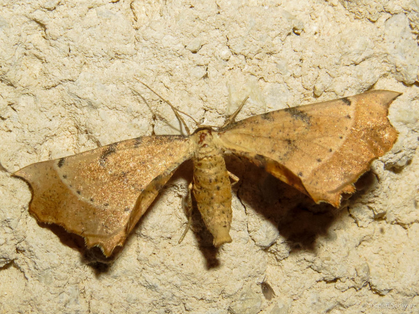 Artiora evonymaria - kecskerágó-araszoló