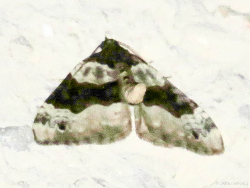 Cosmorhoe ocellata - szemes galajaraszoló
