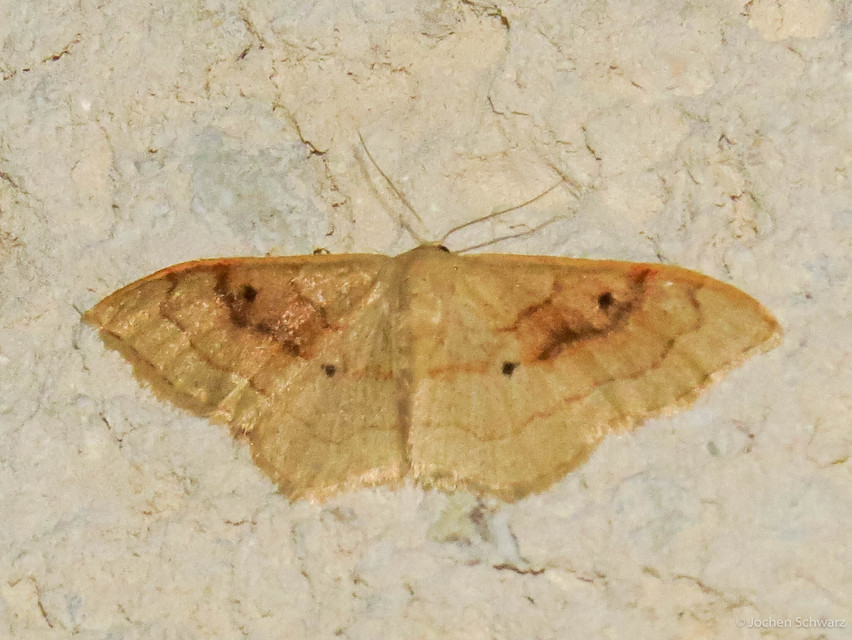 Idaea rubraria - vörössávos araszoló