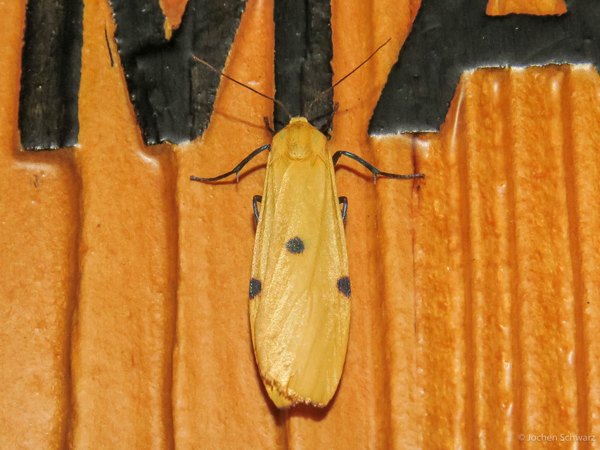 Lithosia quadra - négypettyes zuzmószövő