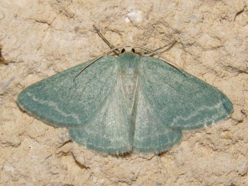 Pseudoterpna pruinata - hamvas zöldaraszoló