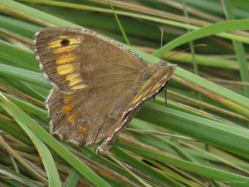 Arethusana arethusa - közönséges szemeslepke