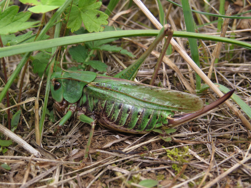 Decticus verrucivorus - szemölcsevő szöcske