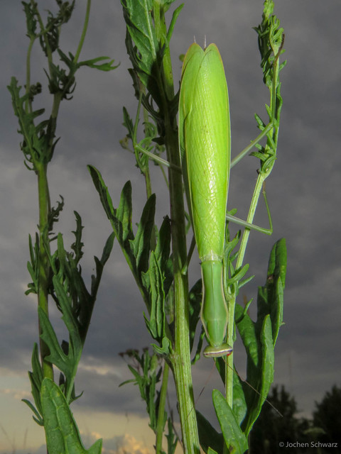 Mantis religiosa - imádkozósáska