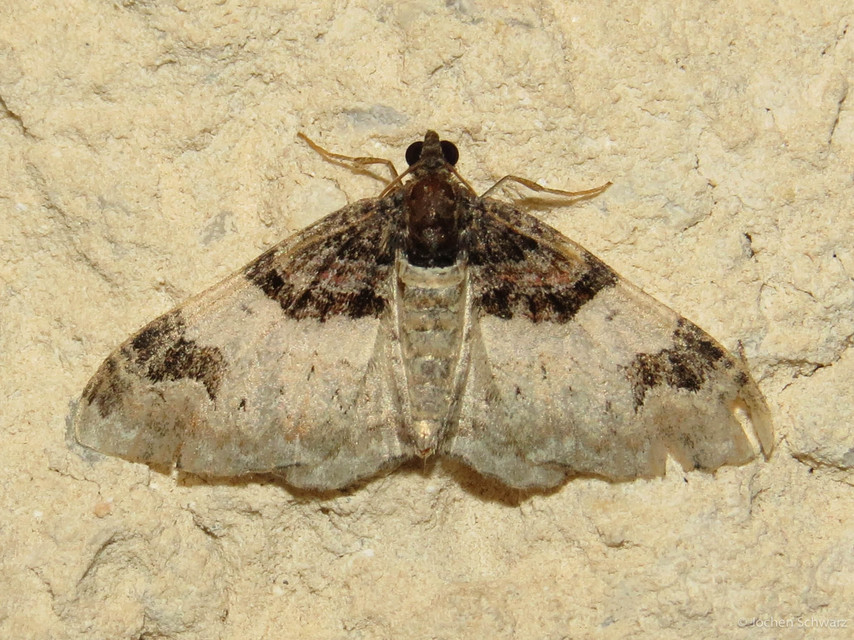 Catarhoe cuculata - csuklyás tarkaaraszoló