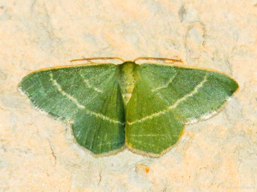 Chlorissa viridata - üdezöld araszoló