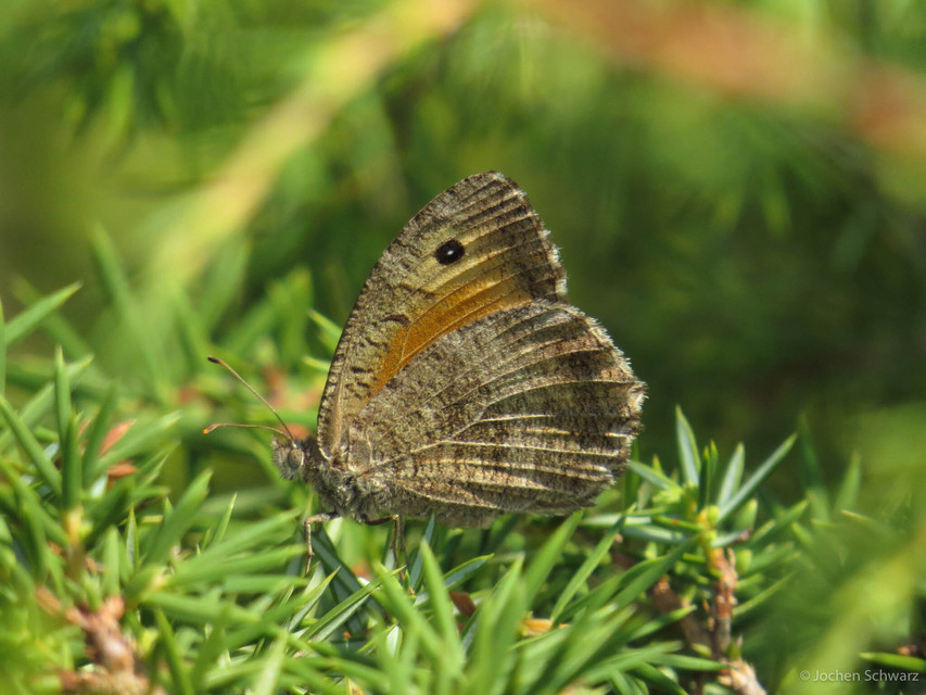 Arethusana arethusa - közönséges szemeslepke