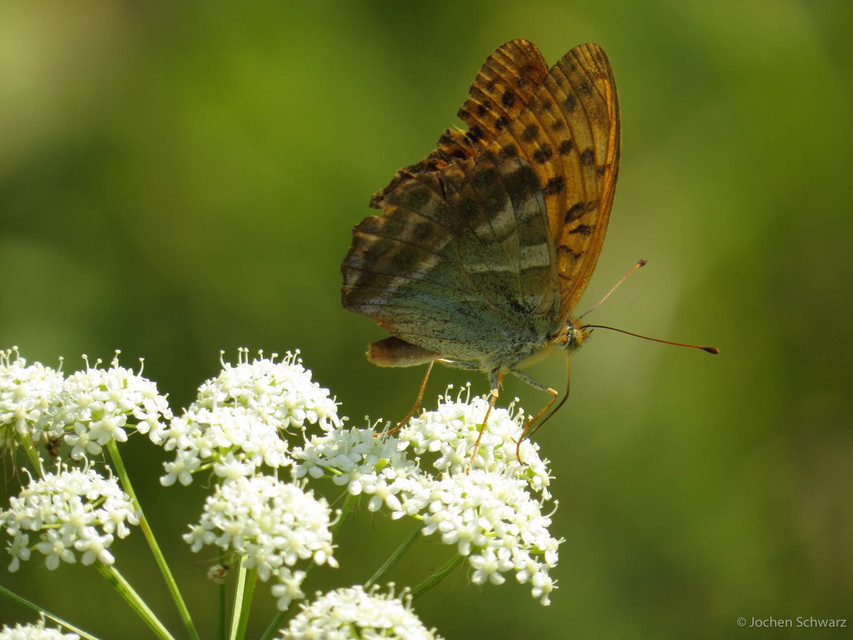 Argynnis paphia - nagy gyöngyházlepke