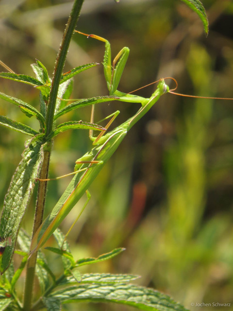 Mantis religiosa - imádkozósáska