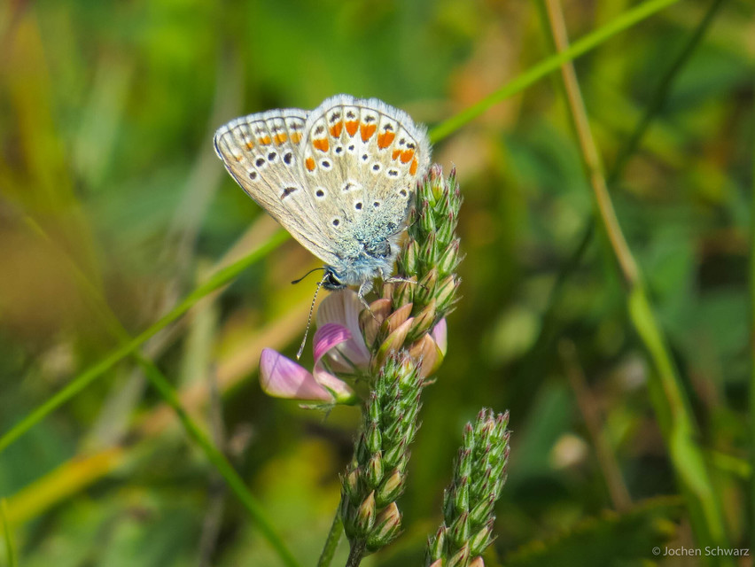 Polyommatus thersites - ibolyaszín boglárka