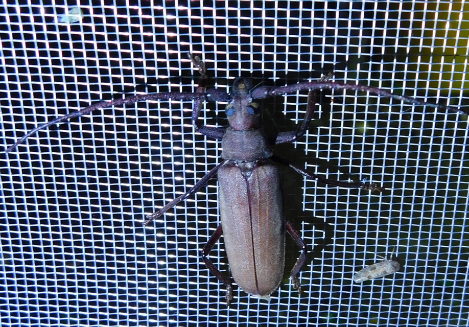 Aegosoma scabricorne - diófacincér