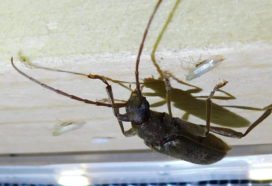 Trichoferus campestris - szállóvendég éjicincér