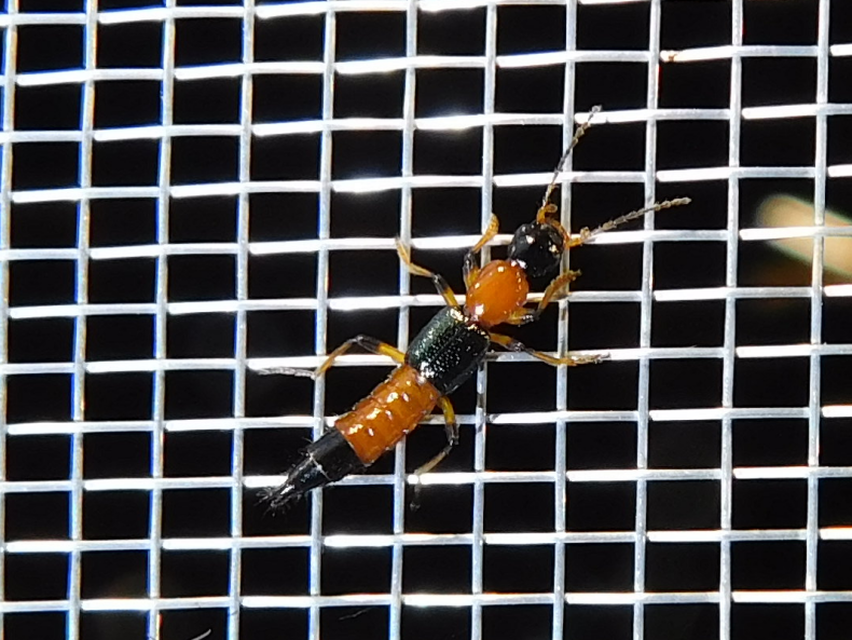 Paederus