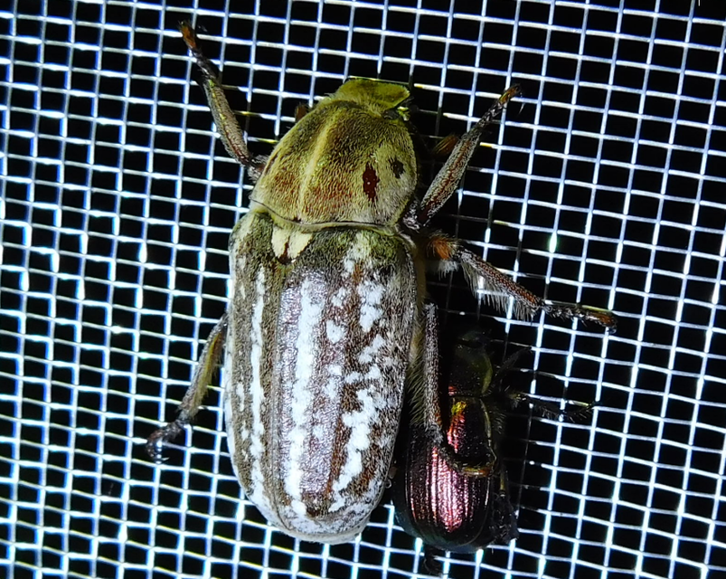 Anoxia orientalis - keleti cserebogár