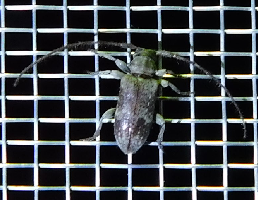 Exocentrus adspersus - tölgyfa-rőzsecincér