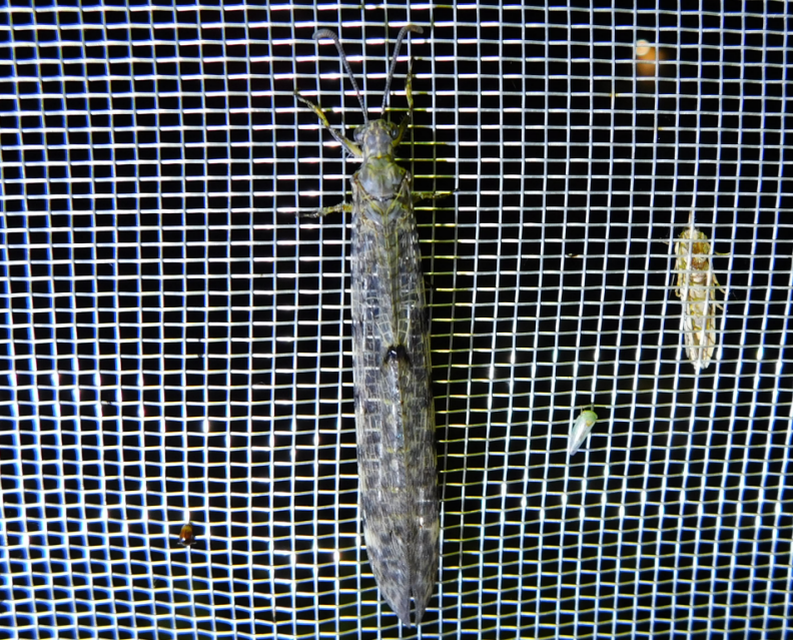 Distoleon tetragrammicus - négyfoltos hangyaleső Distoleon tetragrammicus - négyfoltos hangyaleső