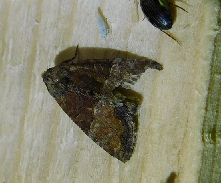 Mesoligia furuncula - kétszínű dudvabagoly