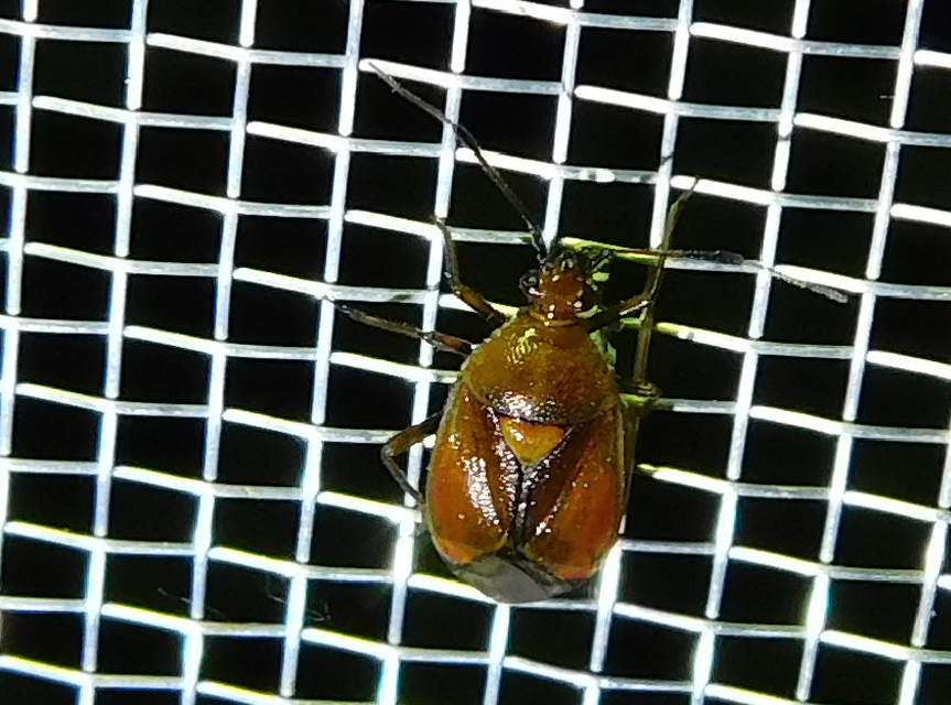 Deraeocoris ruber - vöröses mezeipoloska