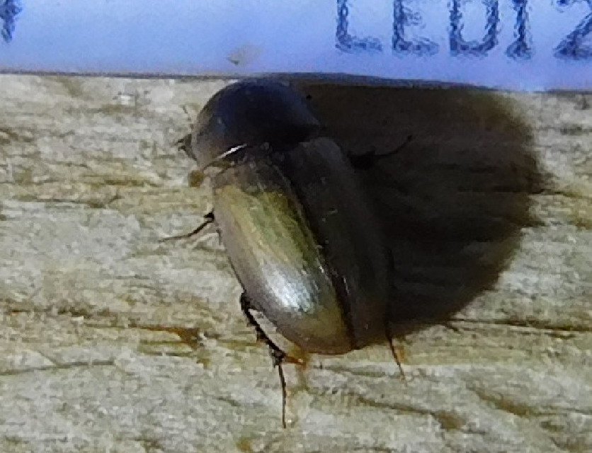Acanthobodilus immundus