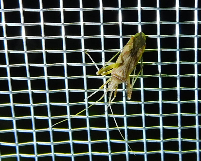 Phytocoris
