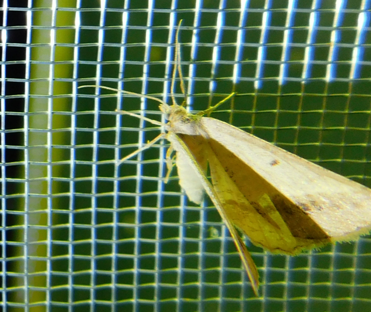 Tephrina arenacearia - lucerna-araszoló