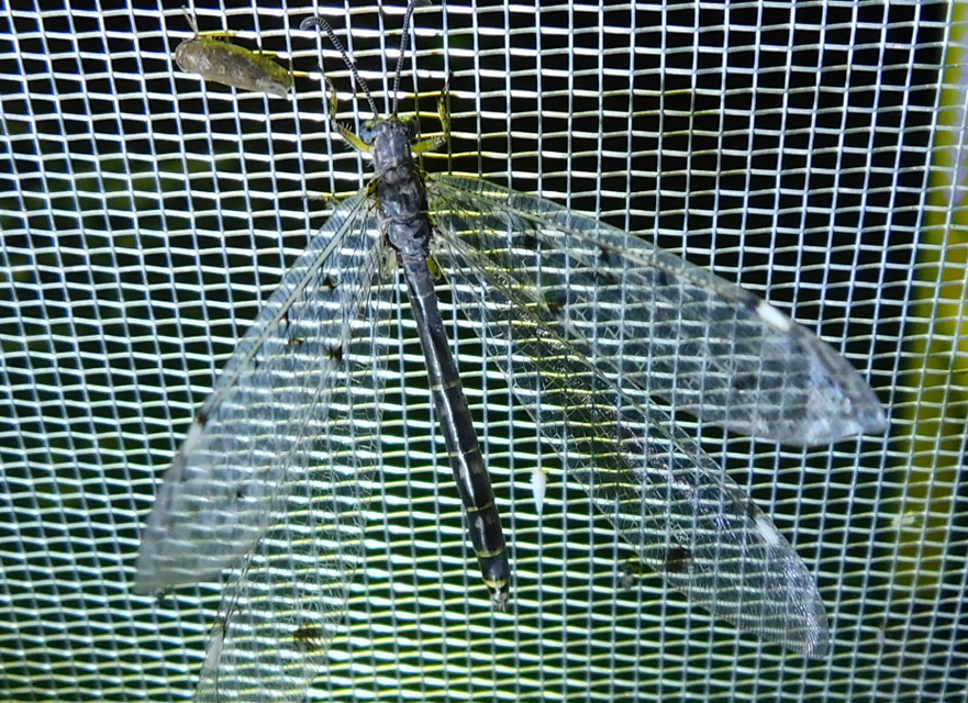 Distoleon tetragrammicus - négyfoltos hangyaleső
