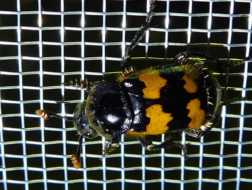 Nicrophorus vespillo - közönséges temetőbogár