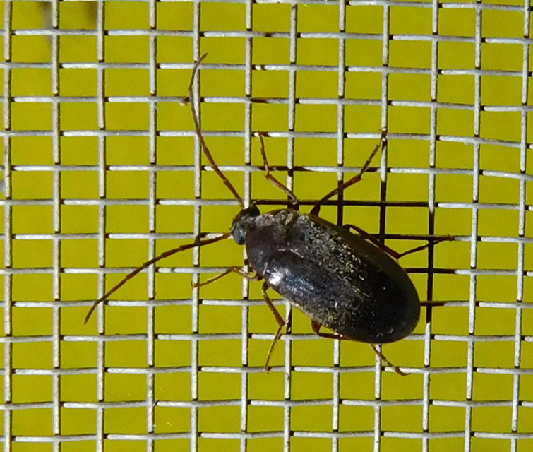 Hymenalia rufipes - rőtlábú alkonybogár