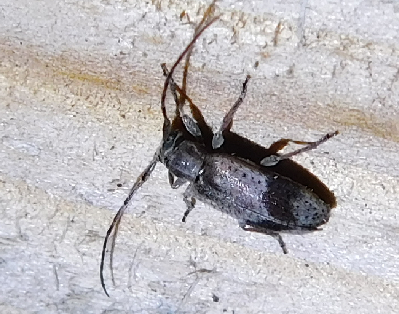 Exocentrus punctipennis - szilfa-rőzsecincér