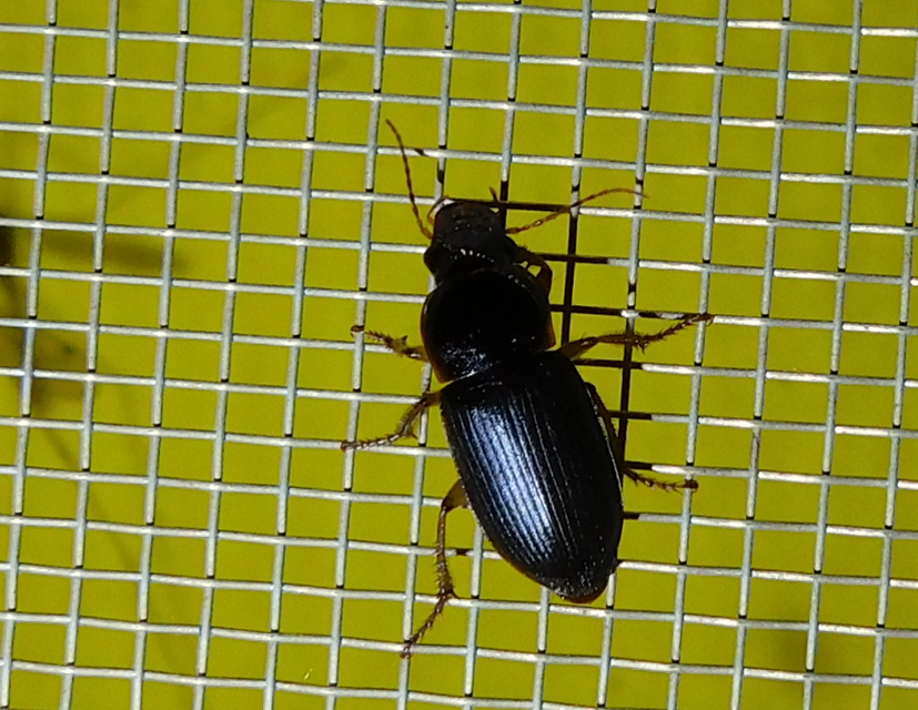 Harpalus griseus - kis selymesfutó