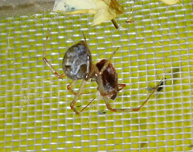Parasteatoda tepidariorum - üvegházi törpepók