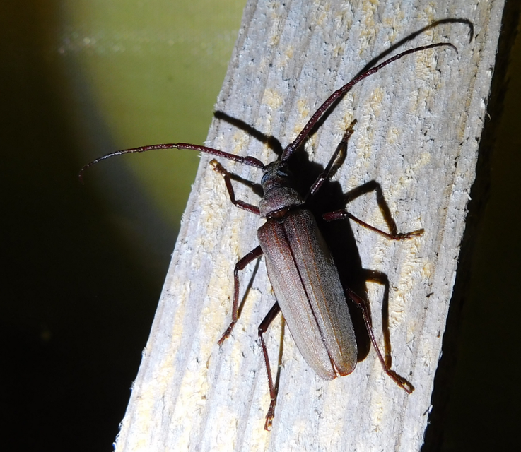 Aegosoma scabricorne - diófacincér