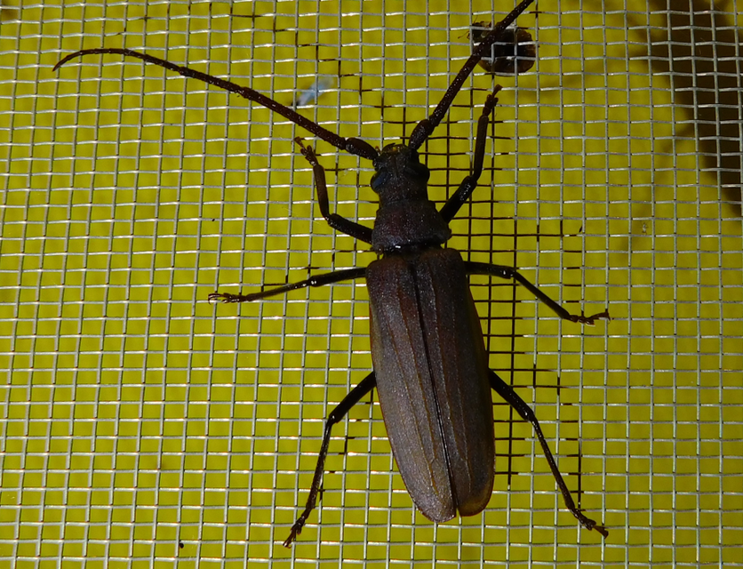Aegosoma scabricorne - diófacincér