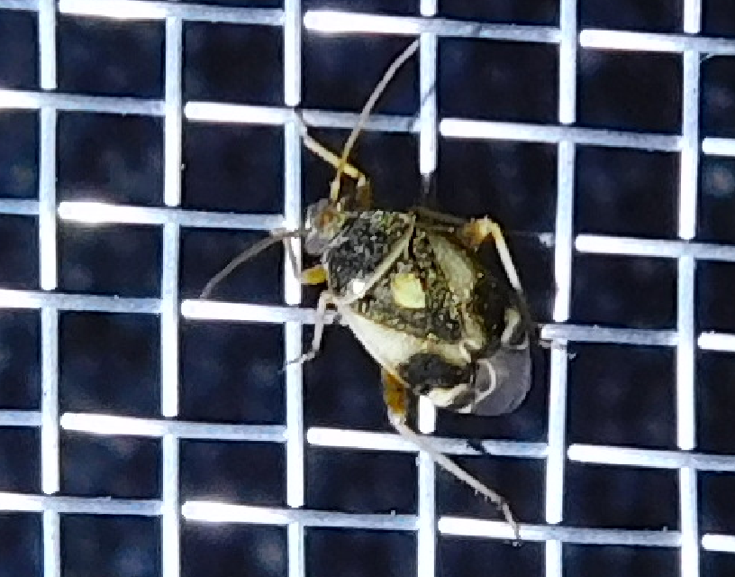 Polymerus Polymerus