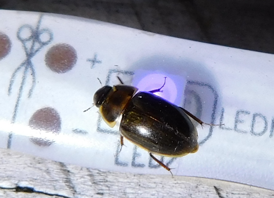 Enochrus quadripunctatus - négypettyes fakócsibor
