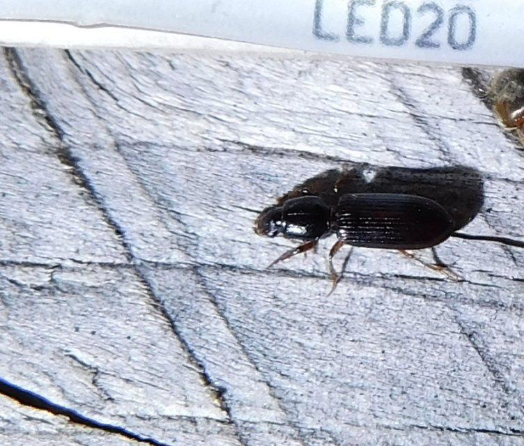 Clivina fossor - egyszínű vakondfutó