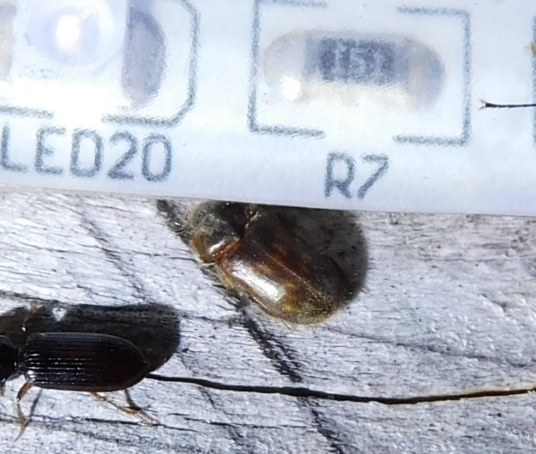Heterocerus